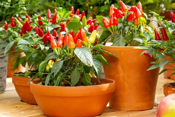 پرورش فلفل قرمز با لامپ رشد گیاه